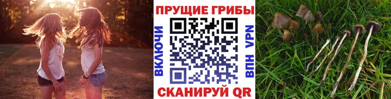 Псилоцибиновые грибы прущие грибы  Гаврилов Посад 